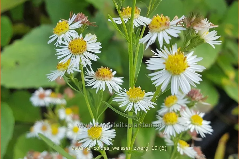 Aster ericoides 'Weisser Zwerg'