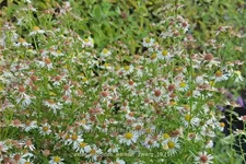 Aster ericoides 'Weisser Zwerg'