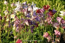Aquilegia 'Biedermeier'