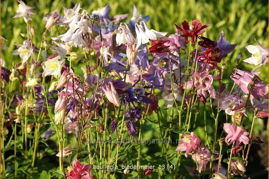 Aquilegia 'Biedermeier'