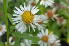 Aster ericoides 'Weisser Zwerg'