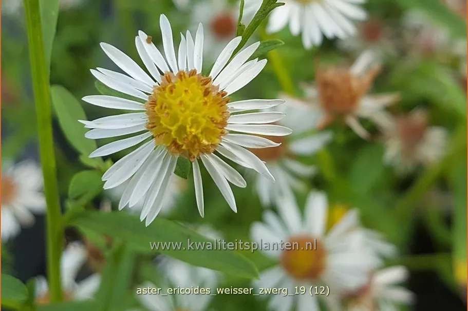 Aster ericoides 'Weisser Zwerg'