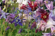 Aquilegia 'Biedermeier'