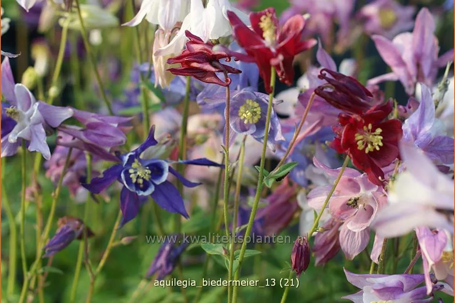 Aquilegia 'Biedermeier'