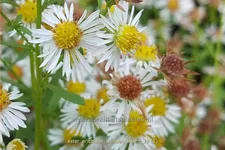 Aster ericoides 'Weisser Zwerg'