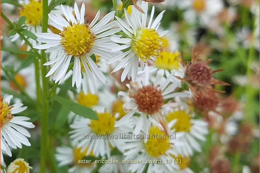 Aster ericoides 'Weisser Zwerg'