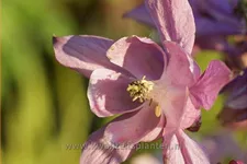 Aquilegia 'Biedermeier'