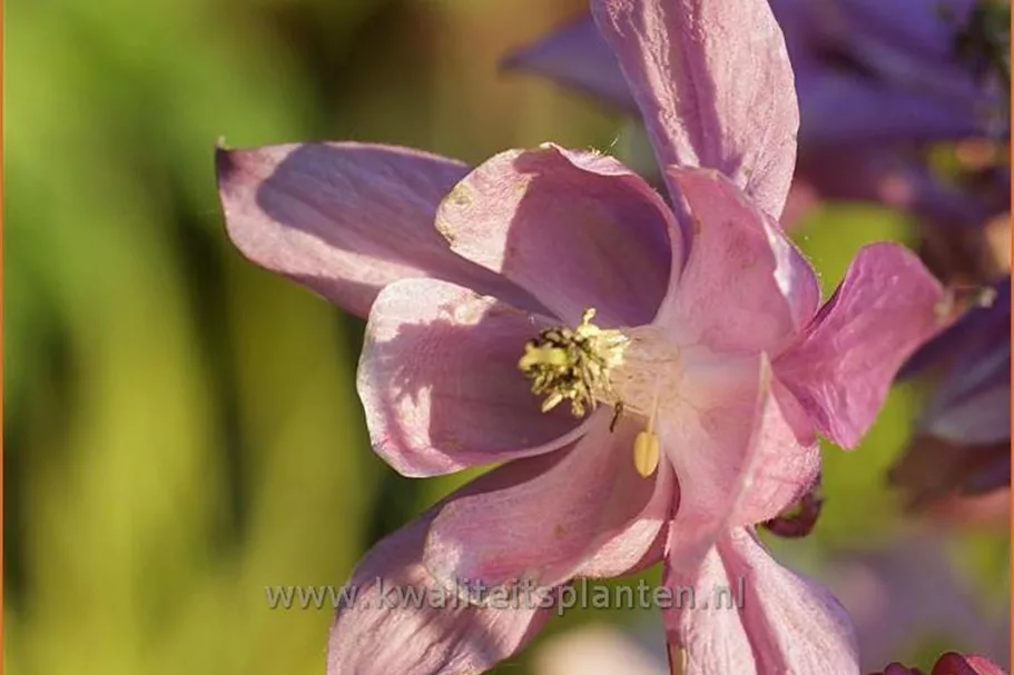 Aquilegia 'Biedermeier'