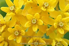 Asclepias tuberosa 'Hello Yellow'