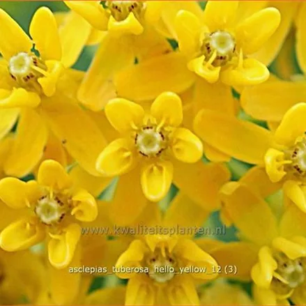 Asclepias tuberosa 'Hello Yellow'