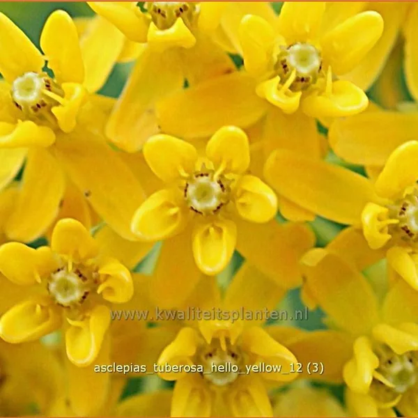Asclepias tuberosa 'Hello Yellow'