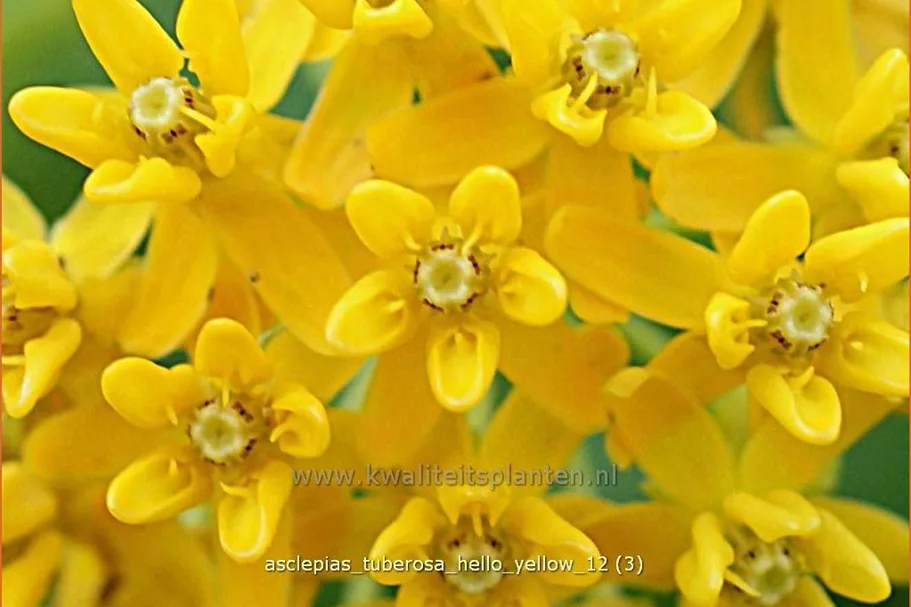 Asclepias tuberosa 'Hello Yellow'