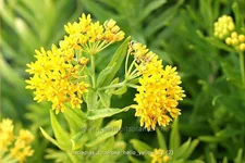 Asclepias tuberosa 'Hello Yellow'