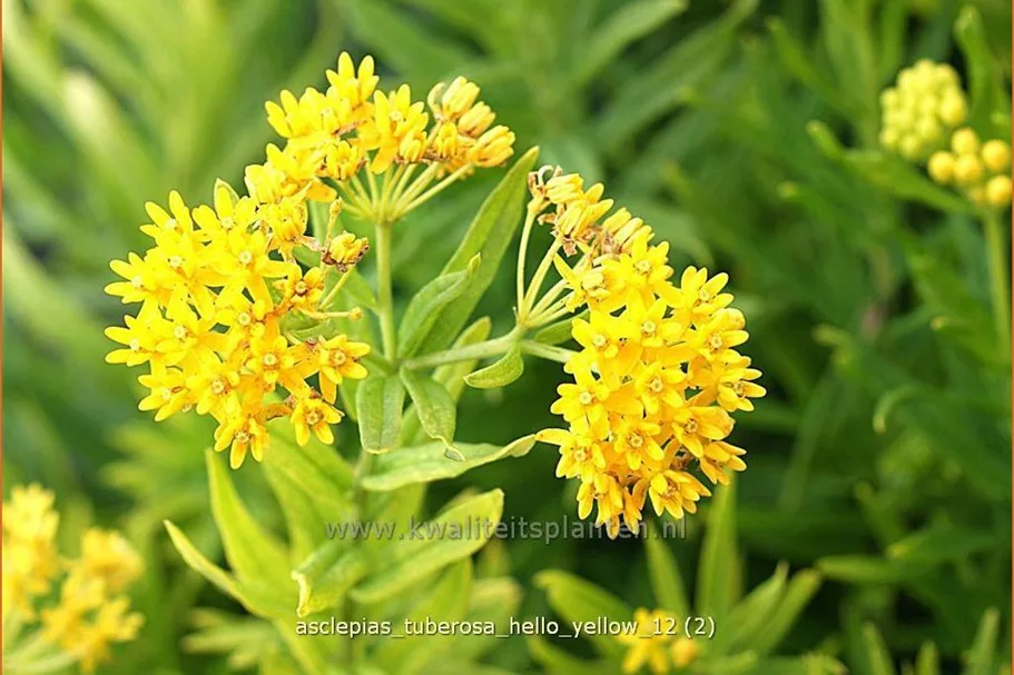 Asclepias tuberosa 'Hello Yellow'