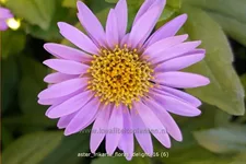 Aster frikartii 'Flora's Delight'