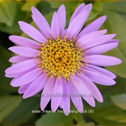 Aster frikartii 'Flora's Delight'