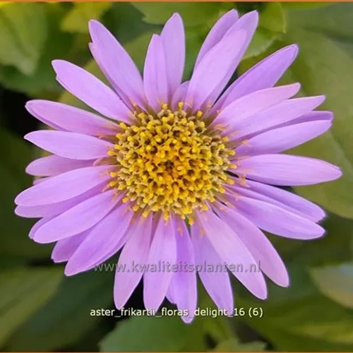 Aster frikartii 'Flora's Delight'