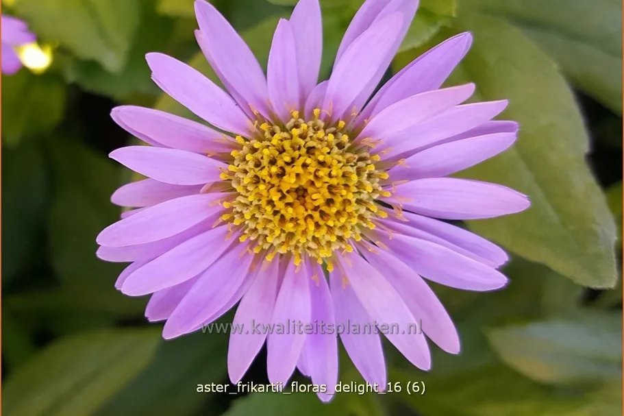 Aster frikartii 'Flora's Delight'