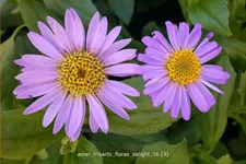 Aster frikartii 'Flora's Delight'