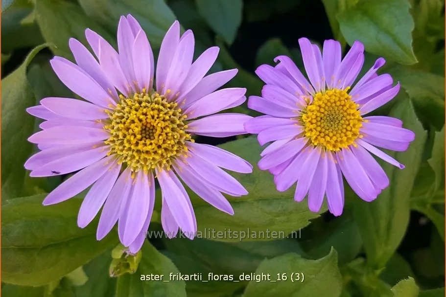 Aster frikartii 'Flora's Delight'