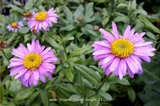 Aster frikartii 'Flora's Delight'