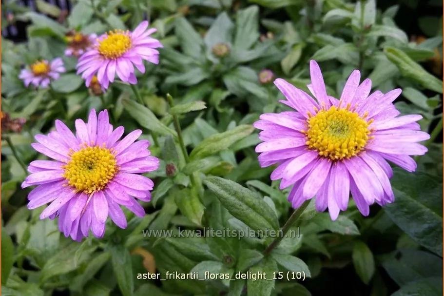 Aster frikartii 'Flora's Delight'