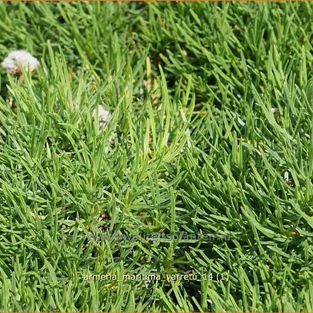 Armeria maritima 'Varretu'