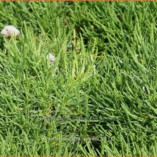 Armeria maritima 'Varretu'