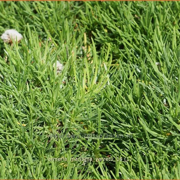 Armeria maritima 'Varretu'