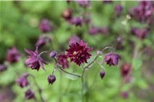 Aquilegia vulgaris 'Black Barlow'