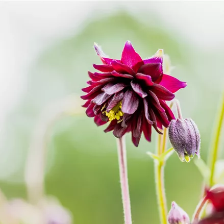 Aquilegia vulgaris 'Black Barlow'