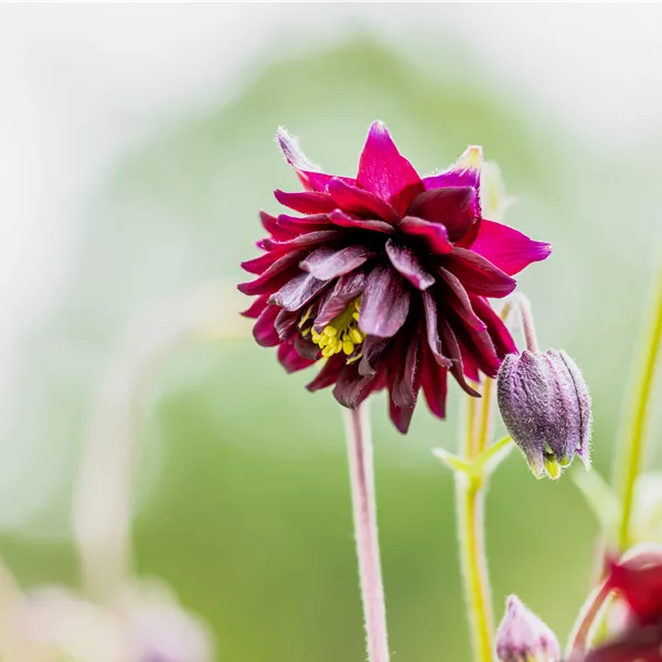 Aquilegia vulgaris 'Black Barlow'