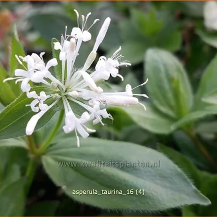 Asperula taurina