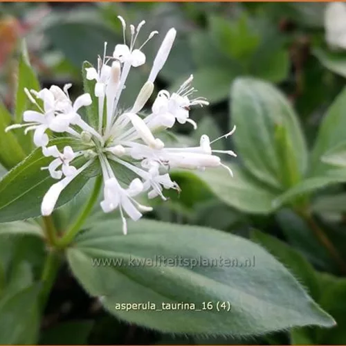 Asperula taurina