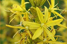 Asphodeline lutea