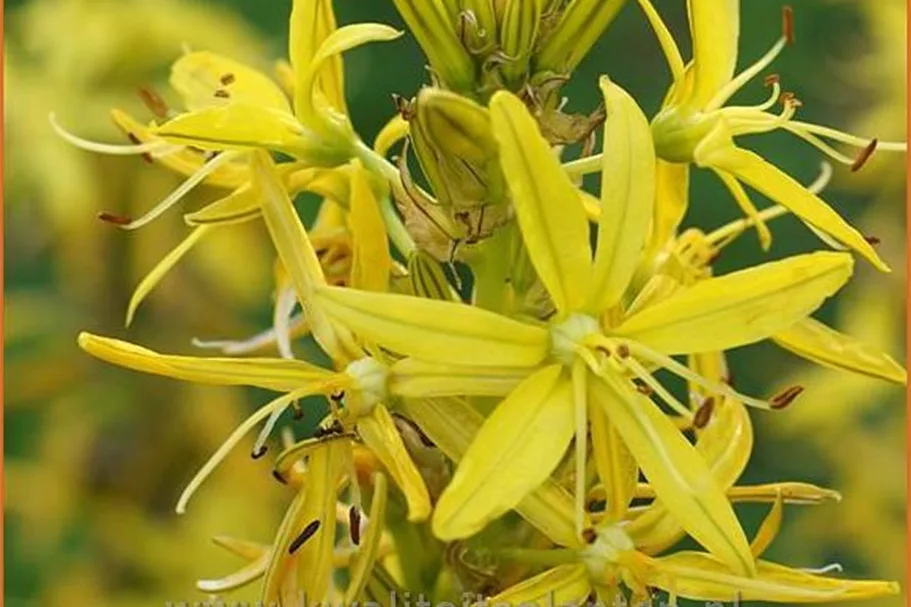 Asphodeline lutea