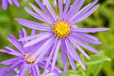 Aster x frikartii 'Mönch'