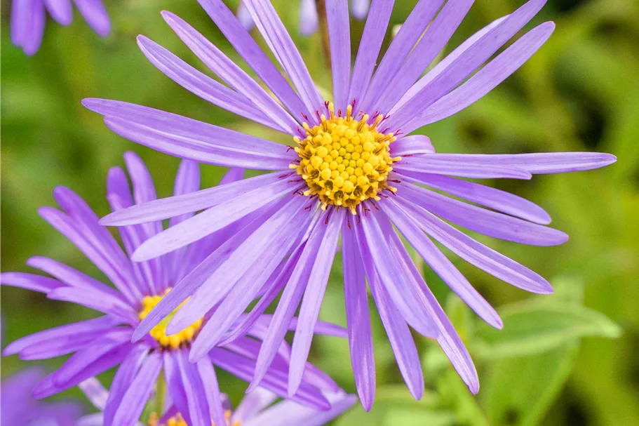 Aster x frikartii 'Mönch'