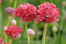 Armeria pseudarmeria 'Ballerina Red'