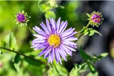 Aster x frikartii 'Mönch'