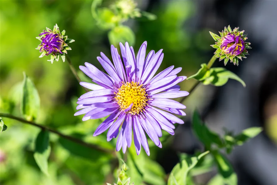 Aster x frikartii 'Mönch'