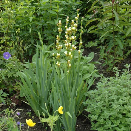 Asphodeline lutea
