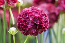 Armeria pseudarmeria 'Ballerina Red'