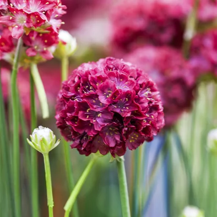 Armeria pseudarmeria 'Ballerina Red'