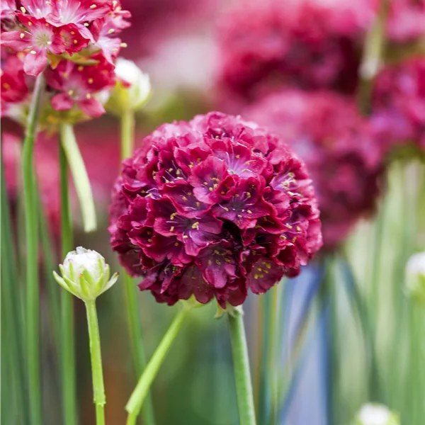 Armeria pseudarmeria 'Ballerina Red'
