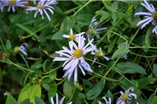 Aster x frikartii 'Mönch'