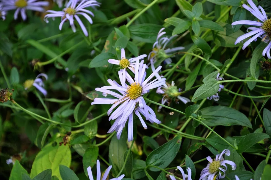 Aster x frikartii 'Mönch'