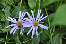 Aster x frikartii 'Mönch'