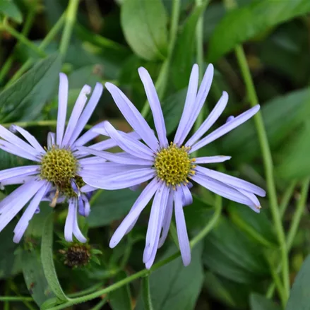Aster x frikartii 'Mönch'