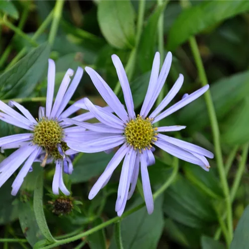Aster x frikartii 'Mönch'